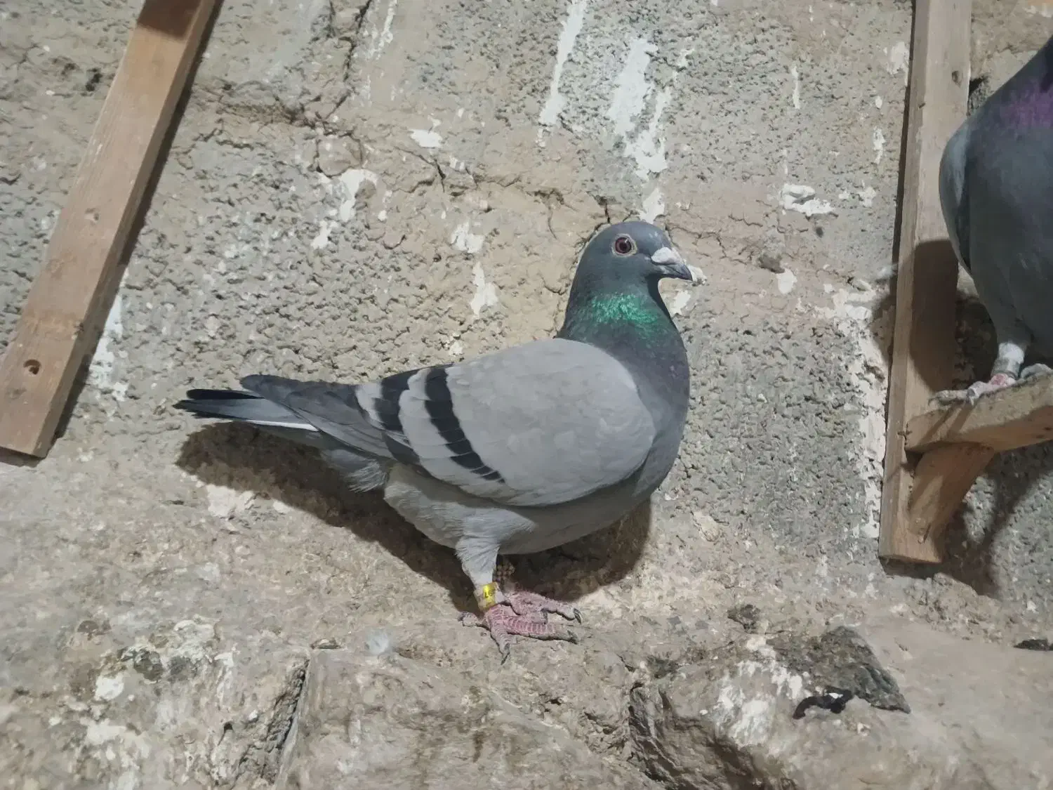 سبز ماده مسافتی المانی|پرنده|مشهد, خواجه ربیع|دیوار