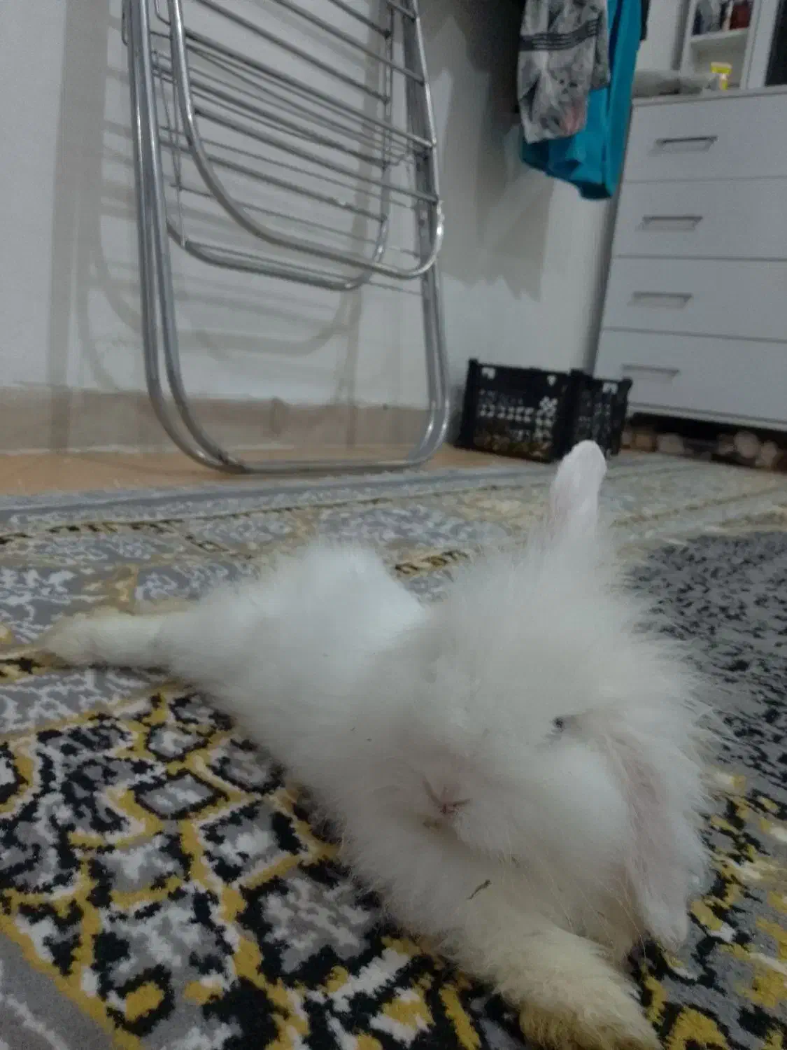 فروش خرگوش لوپ هندی بامزه و خاص|موش و خرگوش|پاکدشت, پاکدشت (مامازند)|دیوار