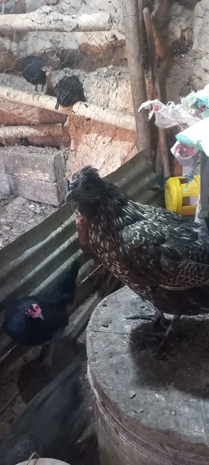 مرغ|حیوانات مزرعه|پاوه, |دیوار