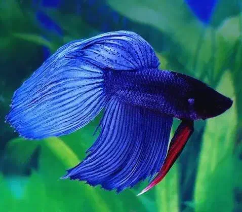 ماهی فایتر|ماهی|تهران, خلیج فارس|دیوار