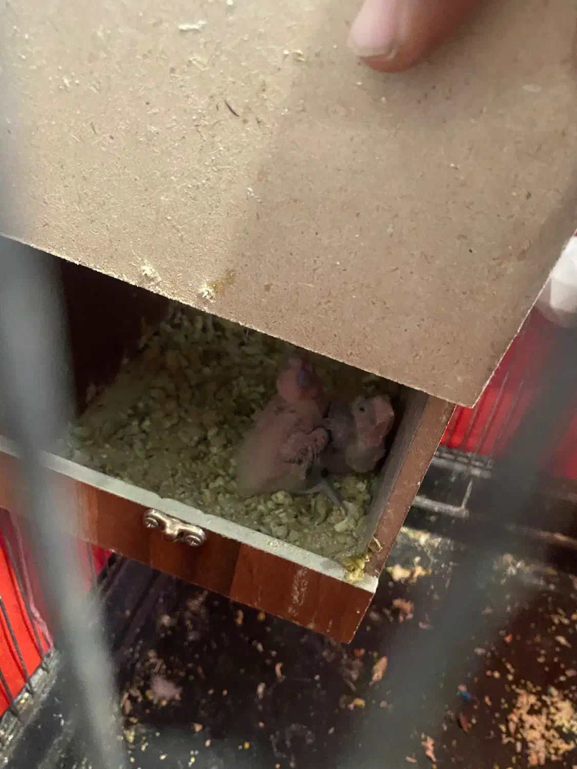 طوطی عروس مولد|پرنده|ری, ظهیرآباد|دیوار