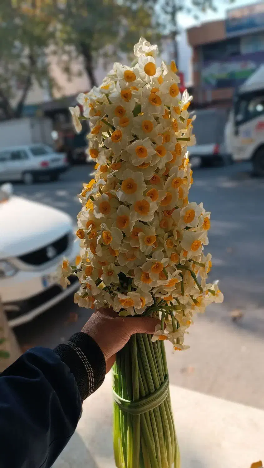 گلنرگس|گل و گیاه طبیعی|گرگان, |دیوار