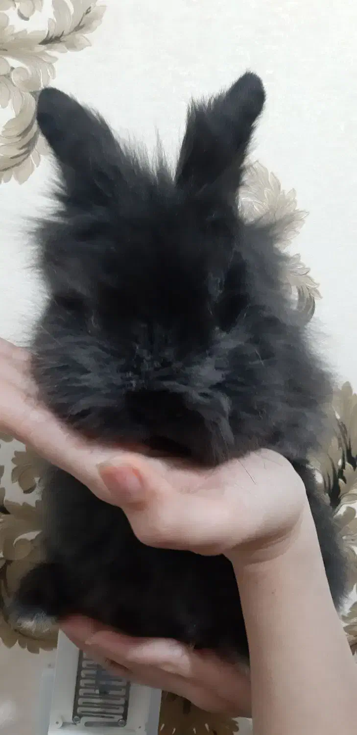 خرگوش لوپب|موش و خرگوش|زرند, |دیوار