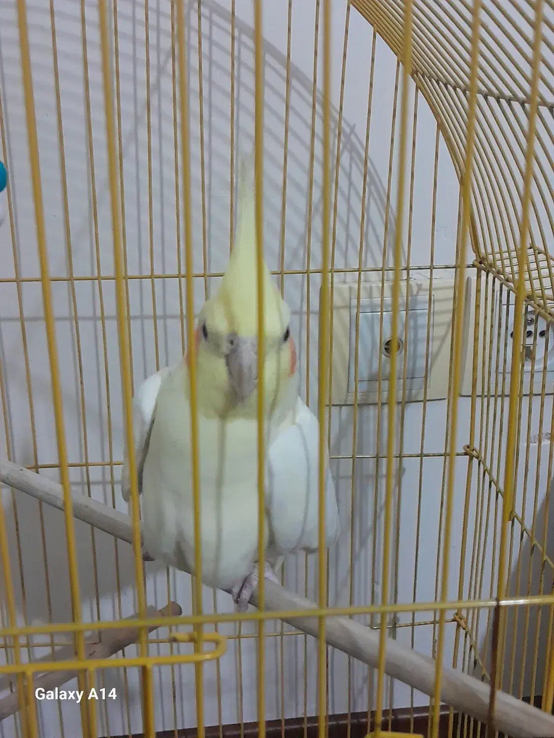 عروس هلندی|پرنده|سهند, |دیوار