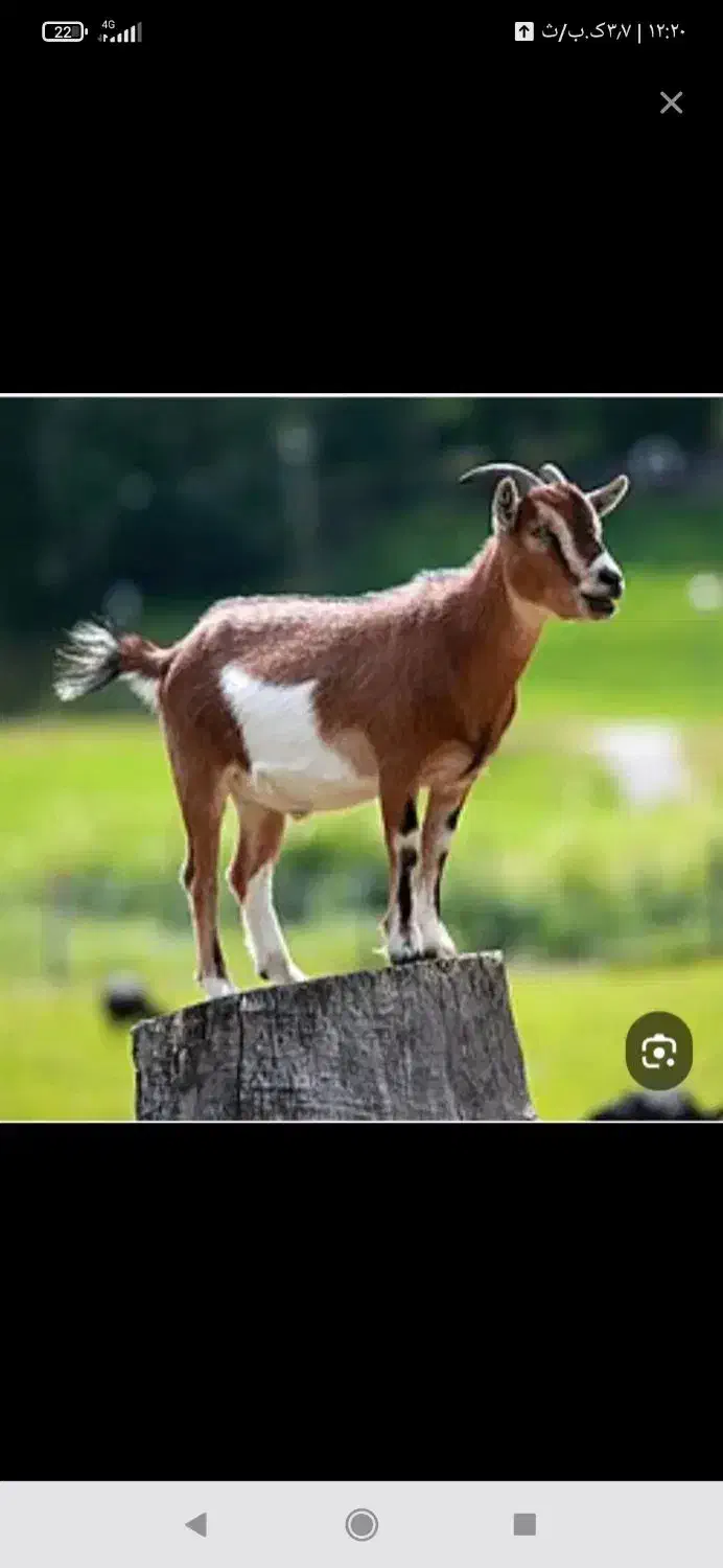 شیر بز تازه  و پر خاصیت هرروز صبح دارم|خوردنی و آشامیدنی|نهاوند, |دیوار