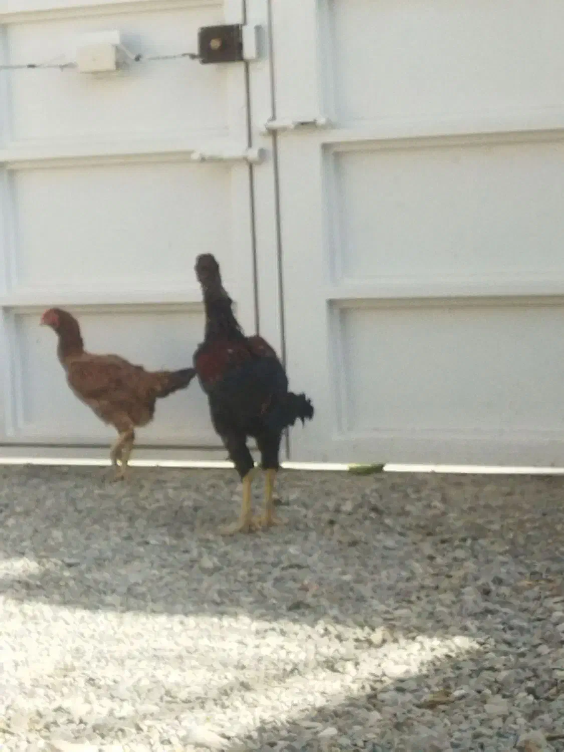 یک خروس لاری یا دو تا مرغ لاری|حیوانات مزرعه|تربت‌حیدریه, شهید قرنی|دیوار