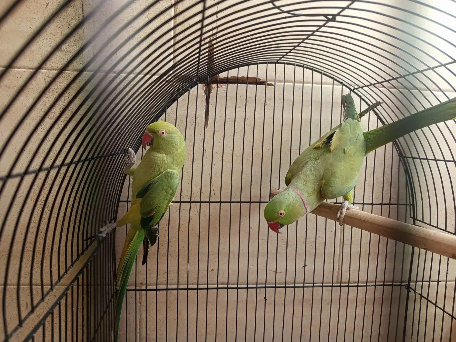 طوطی ملنگو|پرنده|قم, پردیسان|دیوار