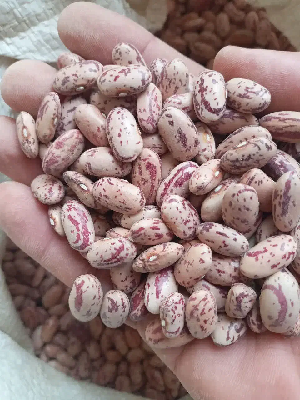 فروش بذر لوبیا چیتی کپسولی وگرد خمین|خوردنی و آشامیدنی|شوش, |دیوار