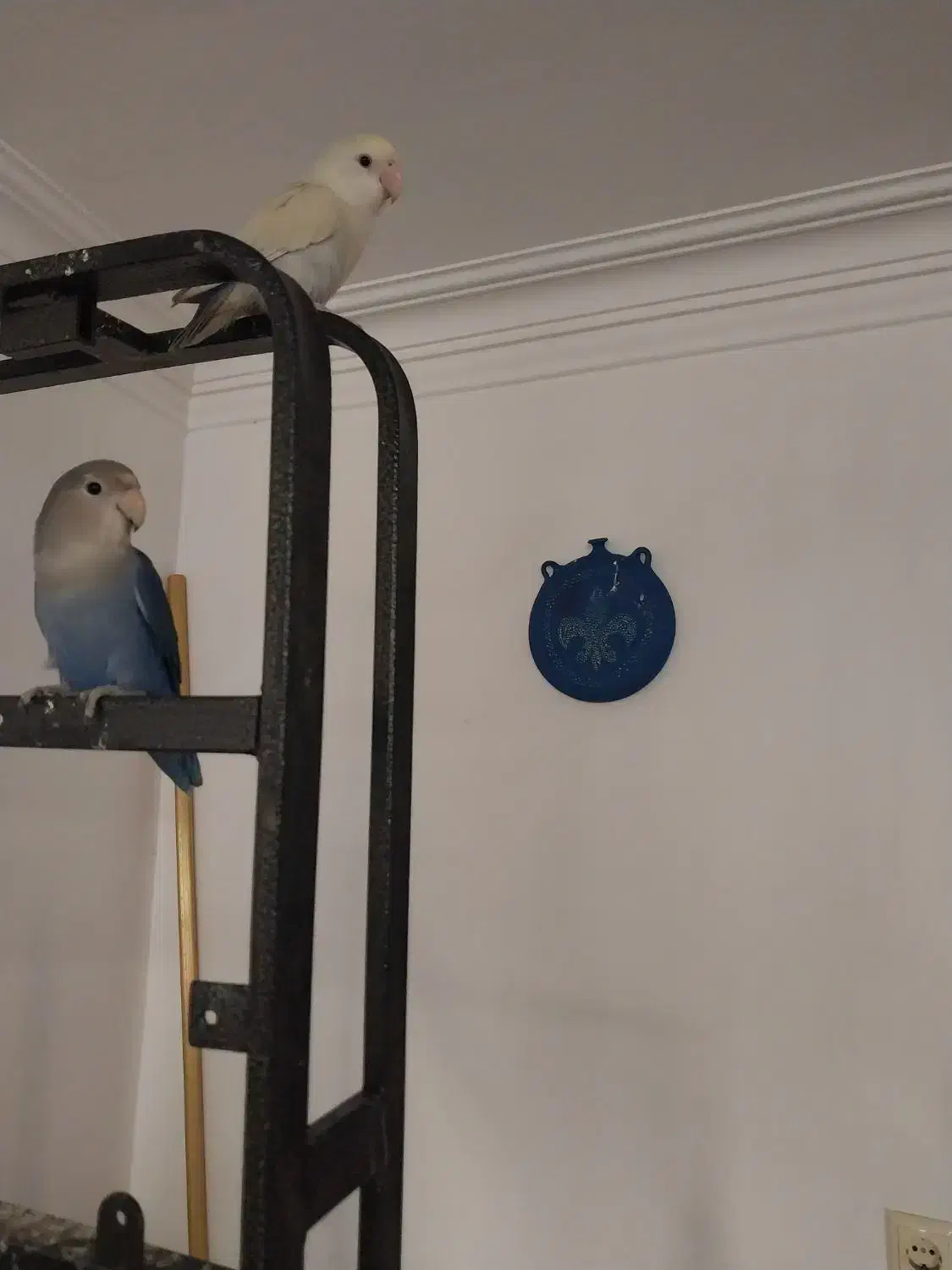 طوطی برزیلی|پرنده|رشت, چله خانه|دیوار