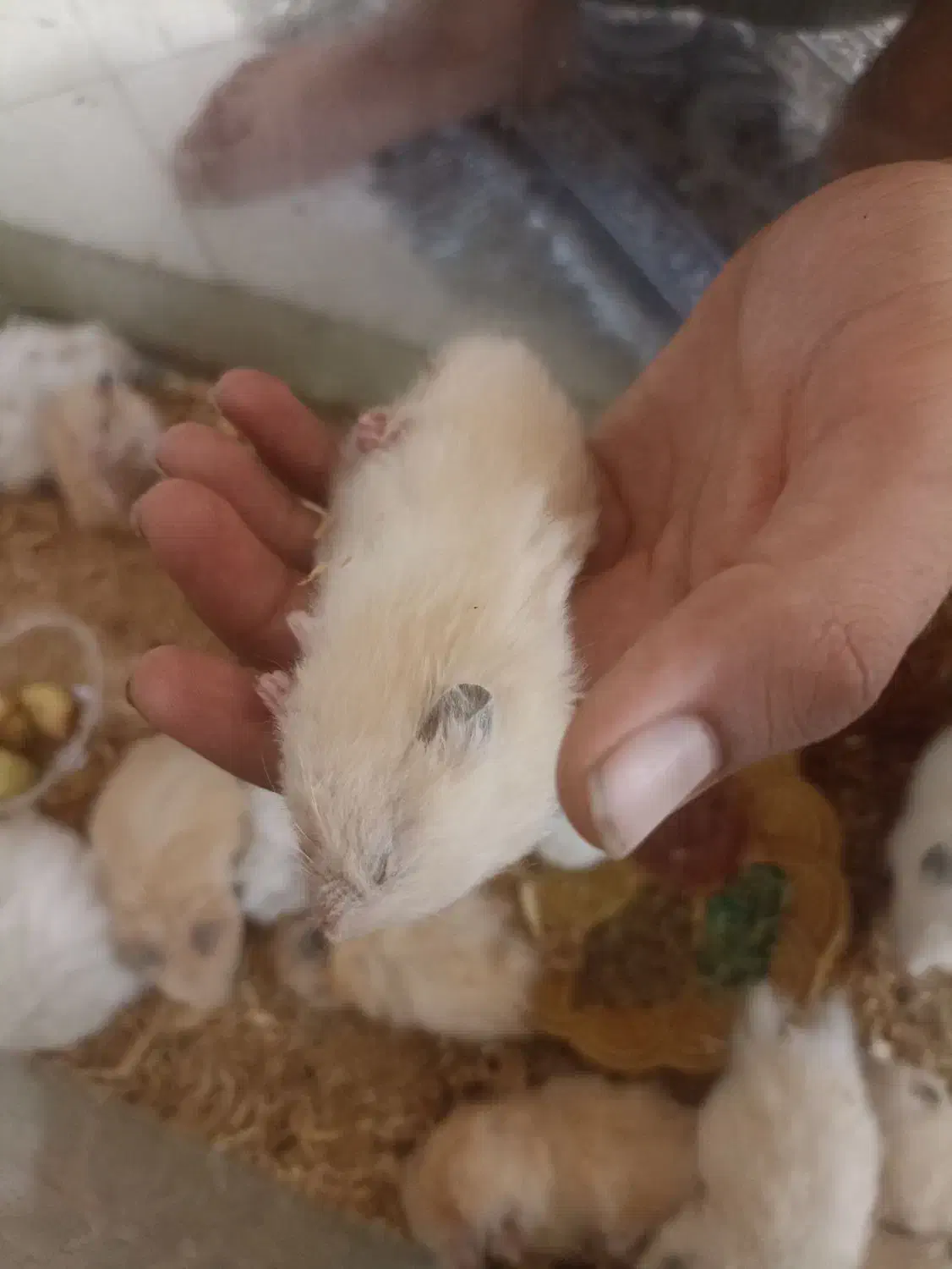 تعدادی همستر بازیگوش فروشی|موش و خرگوش|کاشمر, |دیوار