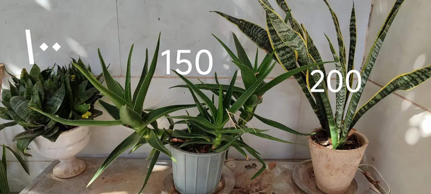 انواع گل بزرگ کوچیک|گل و گیاه طبیعی|کاشمر, |دیوار