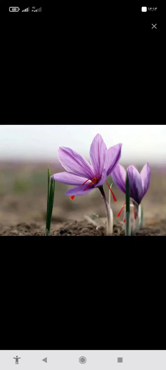 فروش گل زعفران|خوردنی و آشامیدنی|جویبار, |دیوار