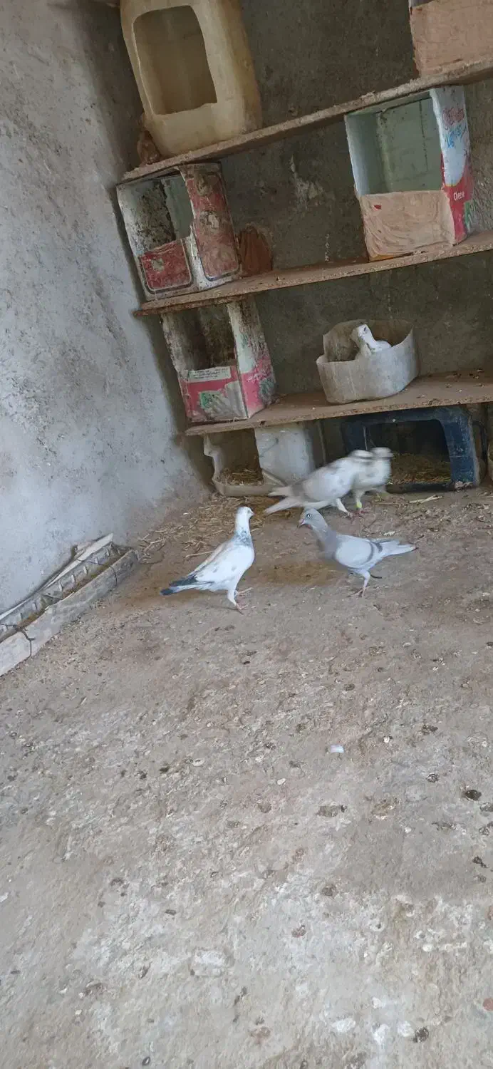 سه عددجوجه کاغذی|پرنده|اسفراین, |دیوار