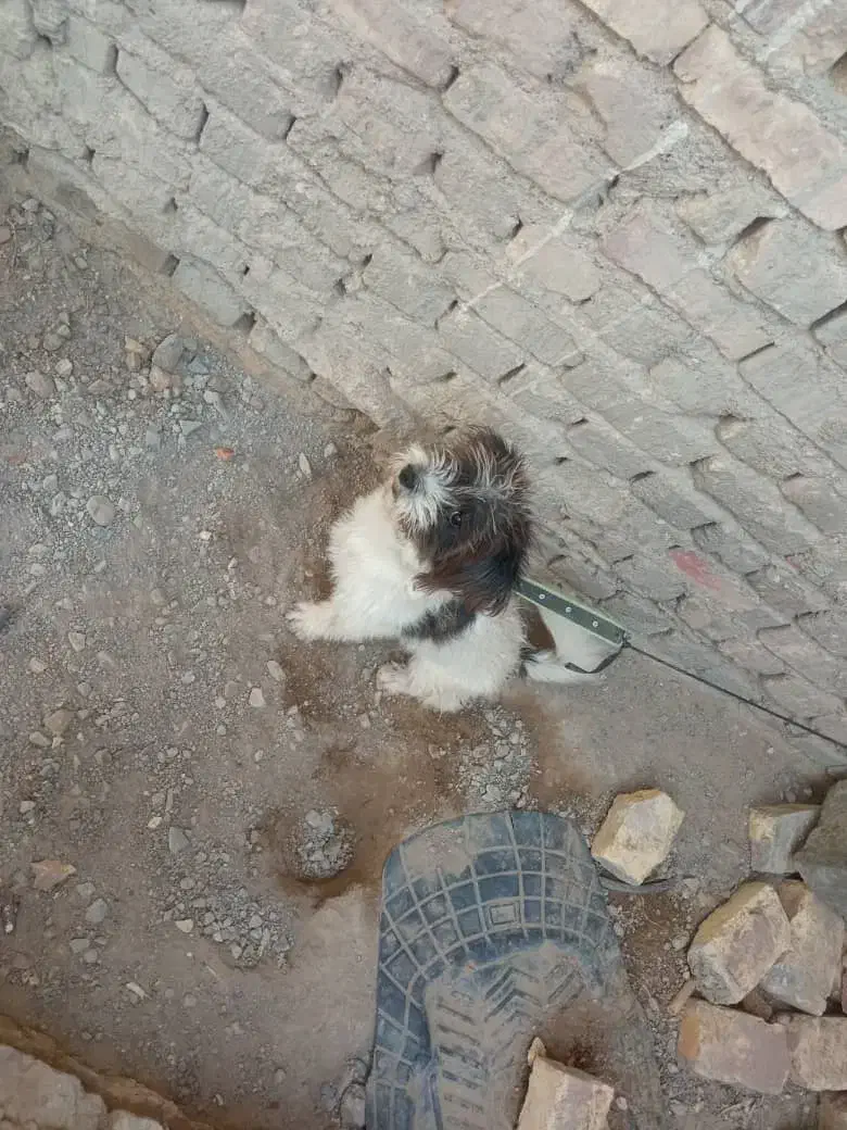 سگ پشمالو شیتزو پامرانین معاوضه|سگ|زابل, |دیوار