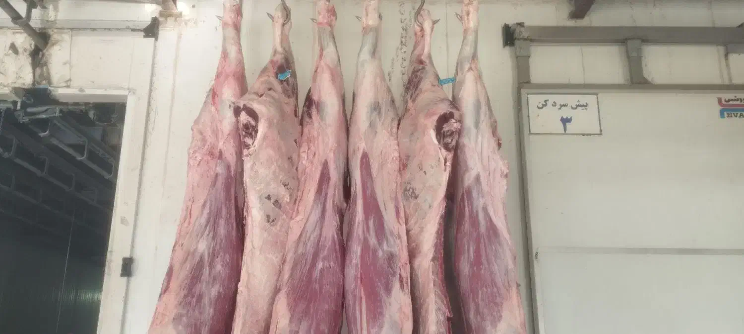 پخش خرده و عمده گوشت گوساله و گوسفند|خوردنی و آشامیدنی|یزد, |دیوار