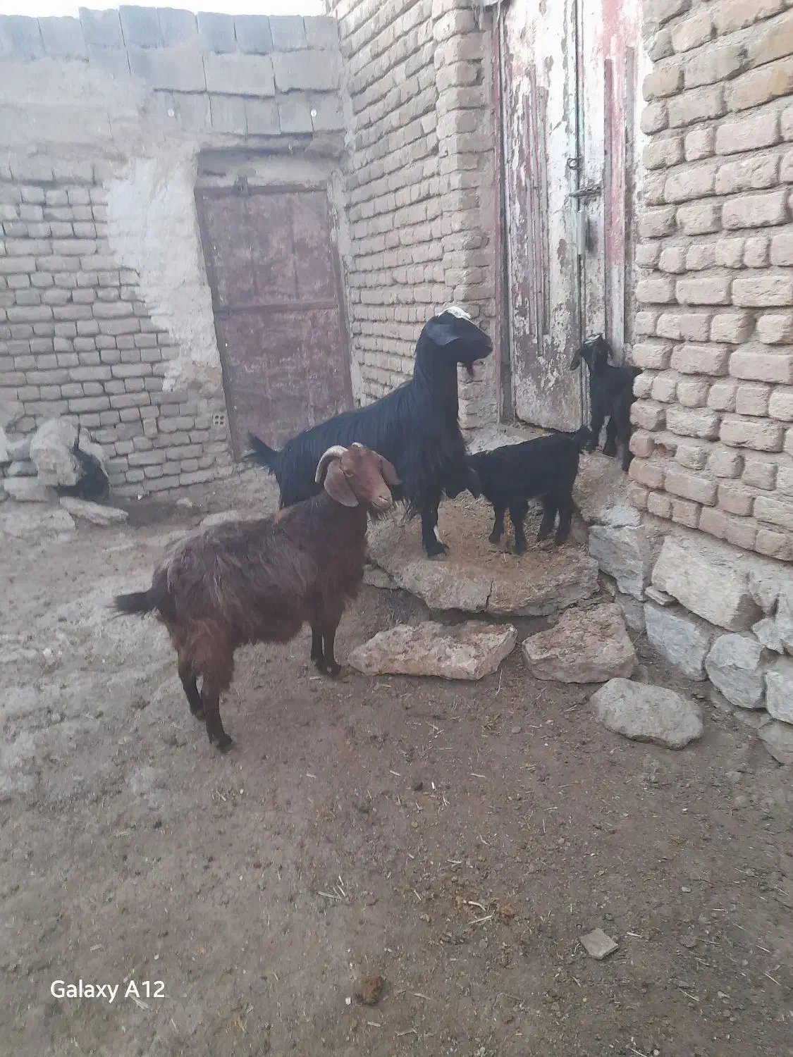 دوراس‌بز‌وبزغاله|حیوانات مزرعه|دهگلان, |دیوار