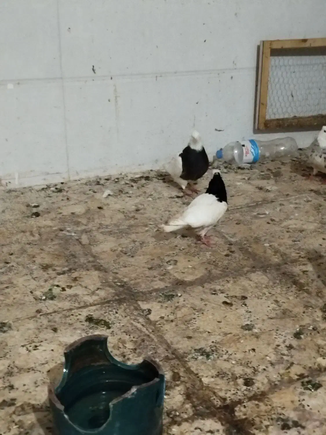 کبوتر طوقی هفرنگ و دم سفید و دوکت و بلژیکی|پرنده|رشت, جماران|دیوار