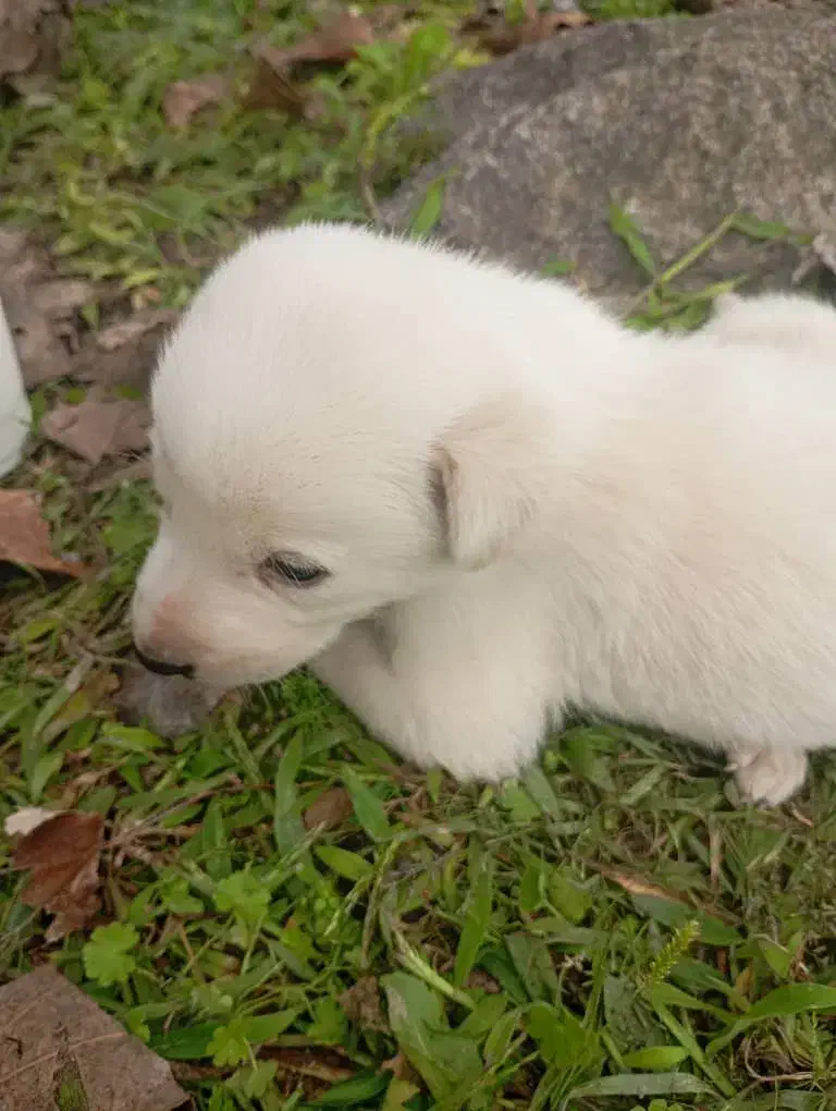 واگذاری ب کسی ک بتونع این حیوونو تو اتاق نگهدارع|سگ|کوچصفهان, |دیوار