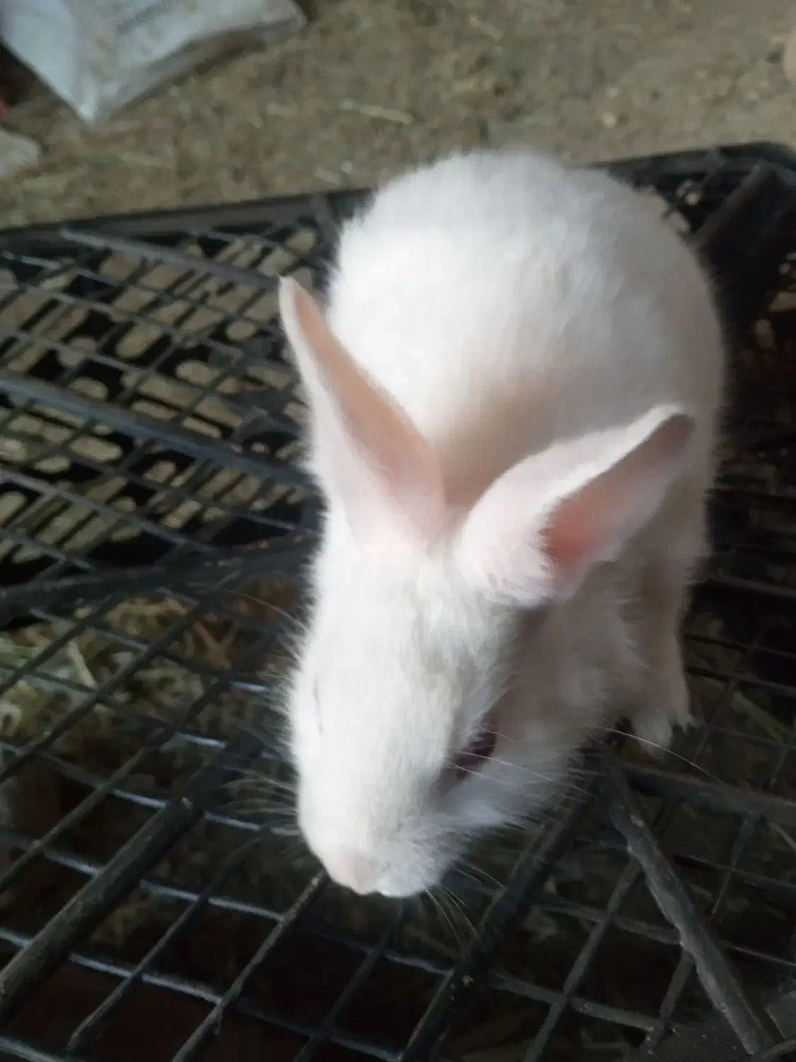 بچه خرگوش|موش و خرگوش|یزد, |دیوار