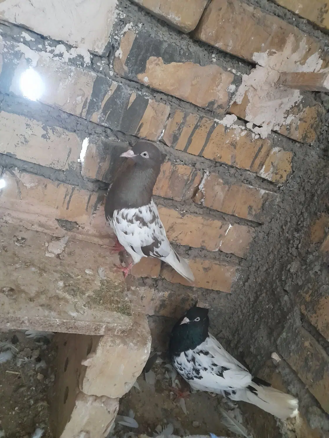 کفتر کله|پرنده|زبرخان, |دیوار