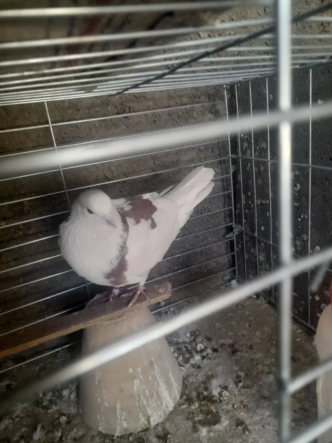 کبوتر پرشی .گمشده|پرنده|خمینیشهر, |دیوار