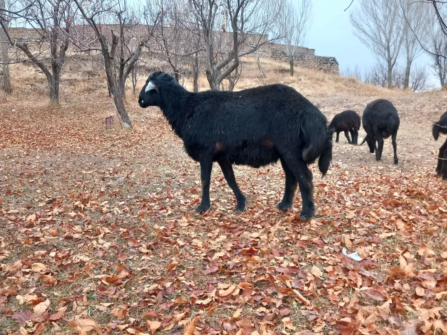 قوچ قره قزل چال|حیوانات مزرعه|ایجرود, |دیوار