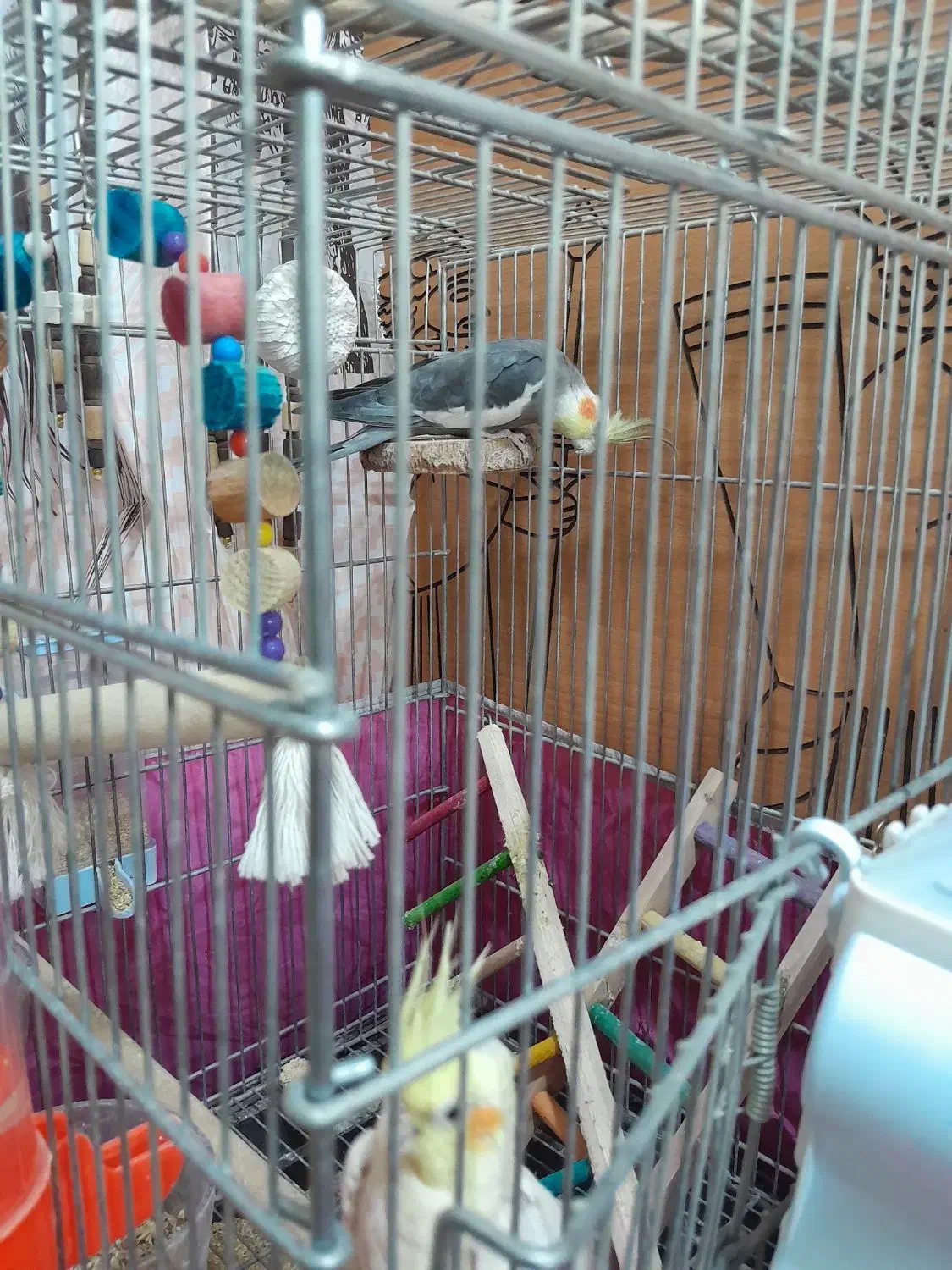 عروس هلندی|پرنده|اصفهان, فرودگاه شهید بهشتی|دیوار