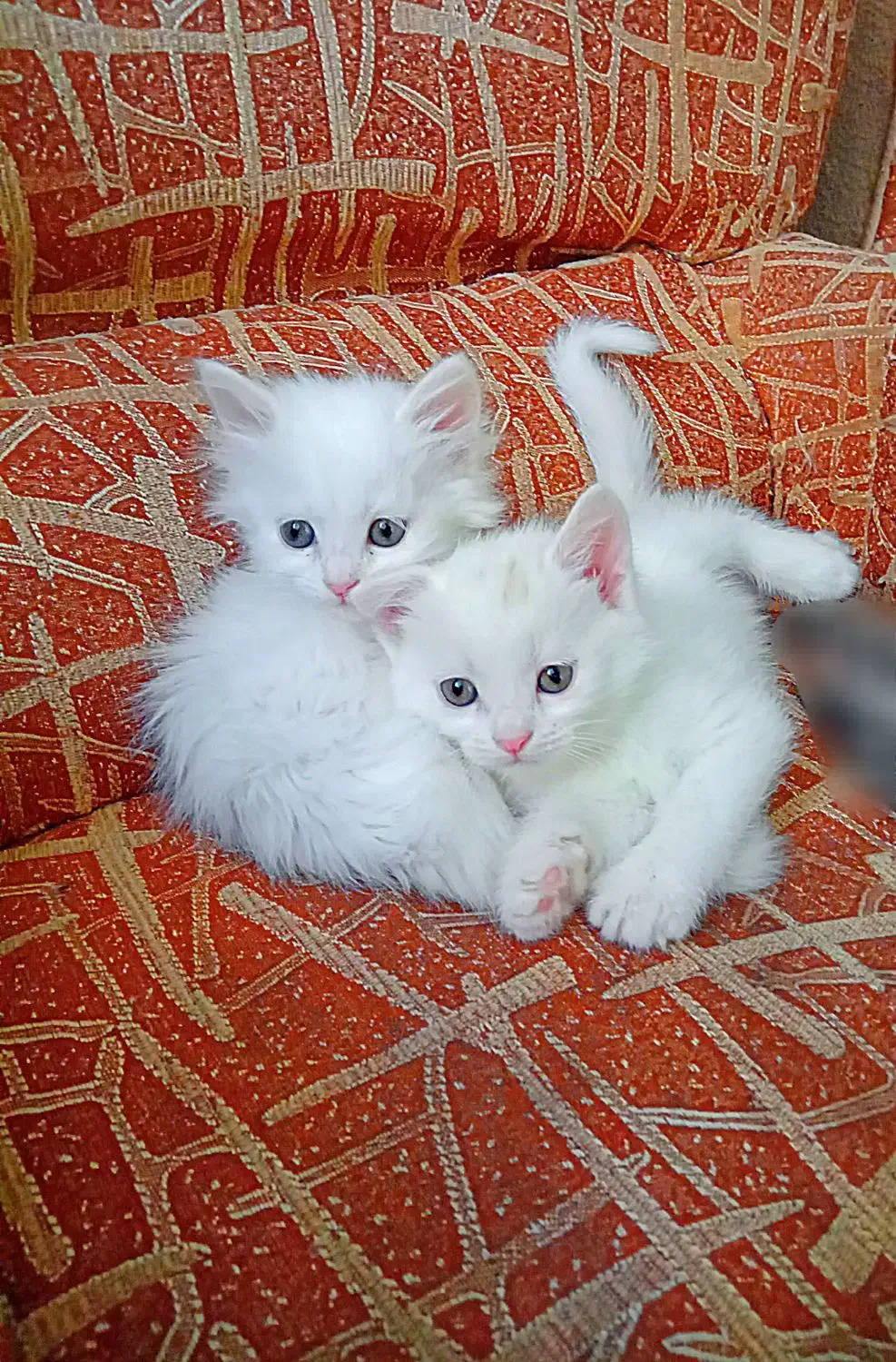 دو پرشین سفید، بفروش می رسد.|گربه|مراغه, |دیوار