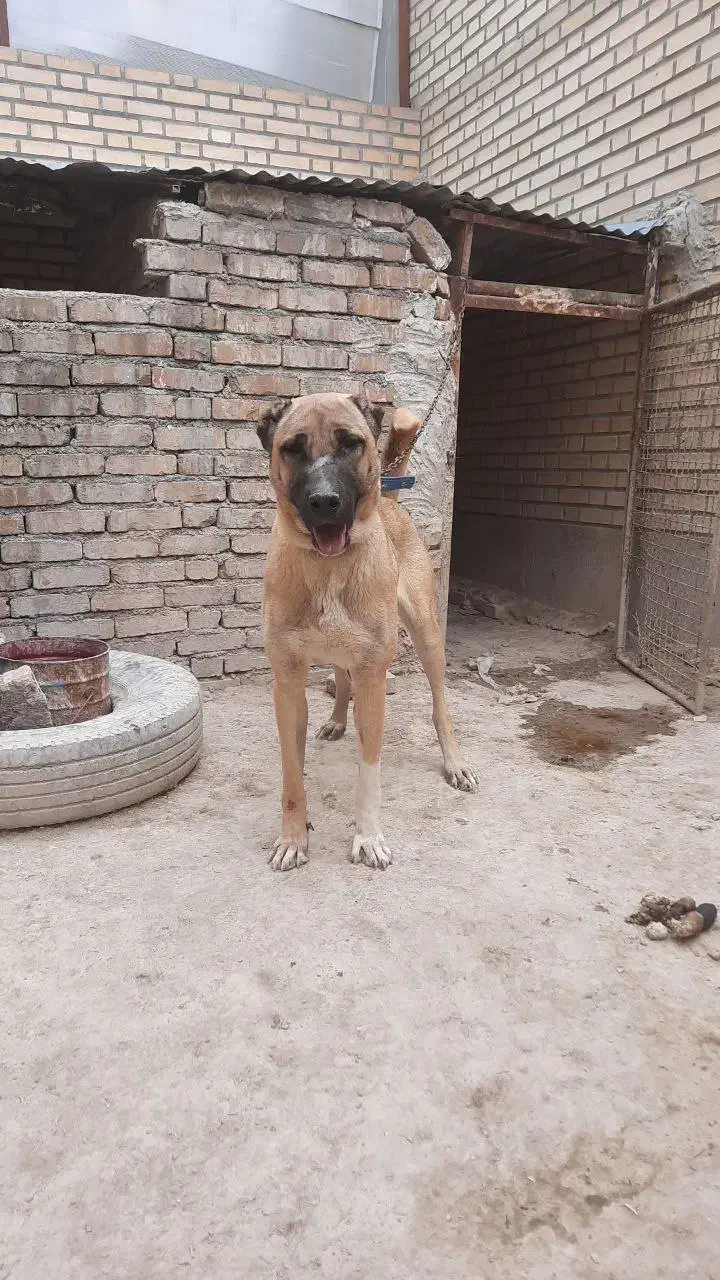 ماده سرابی|سگ|بهارستان, |دیوار