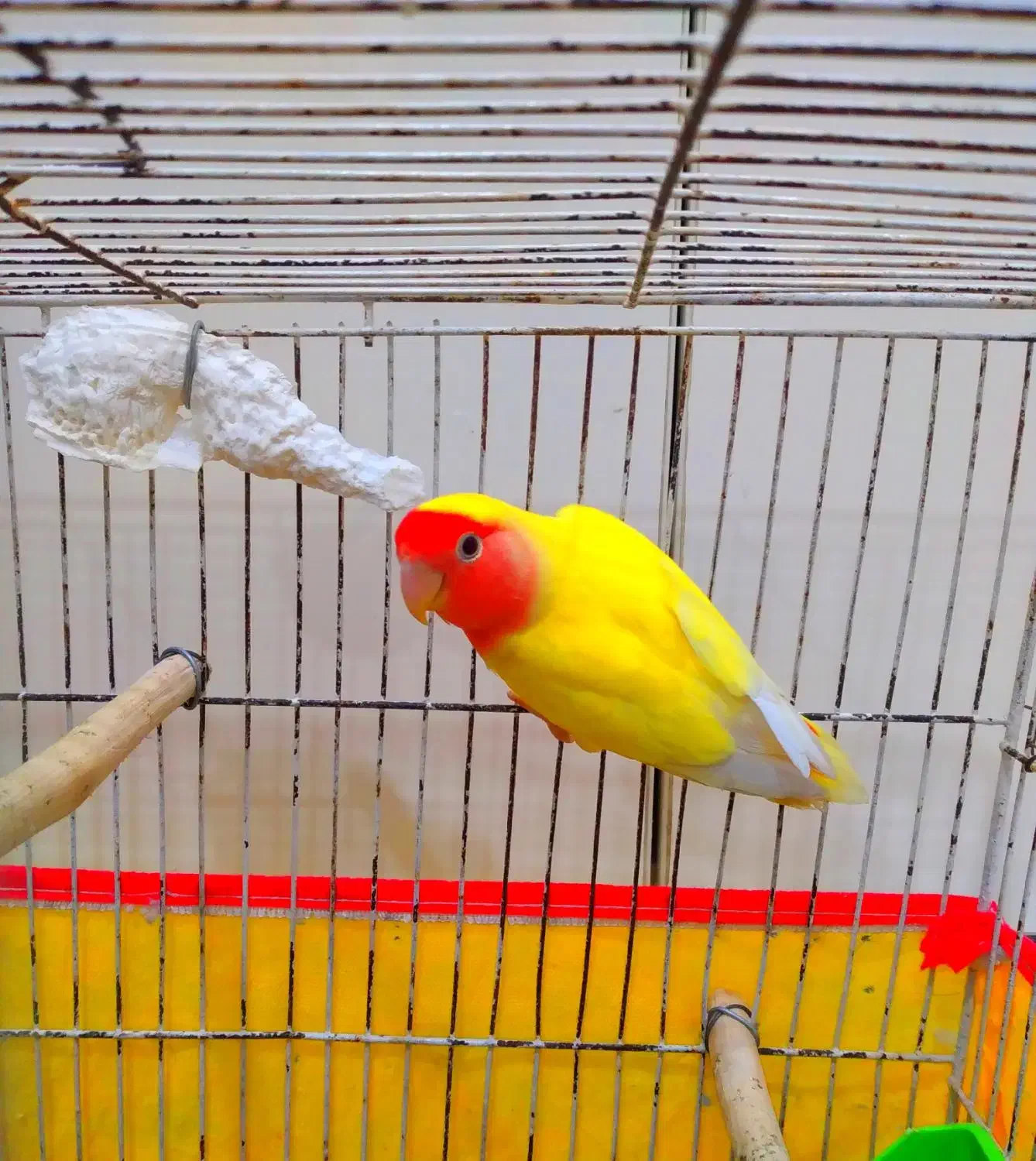 طوطی کوتوله ماده|پرنده|بندرعباس, |دیوار