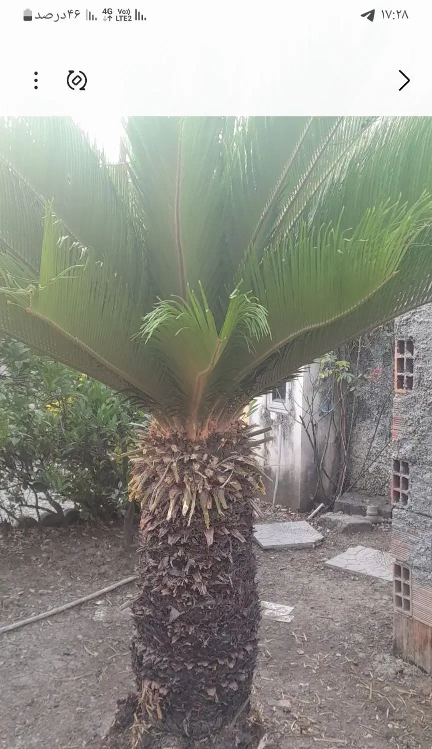 سیکاس|گل و گیاه طبیعی|نوشهر, |دیوار