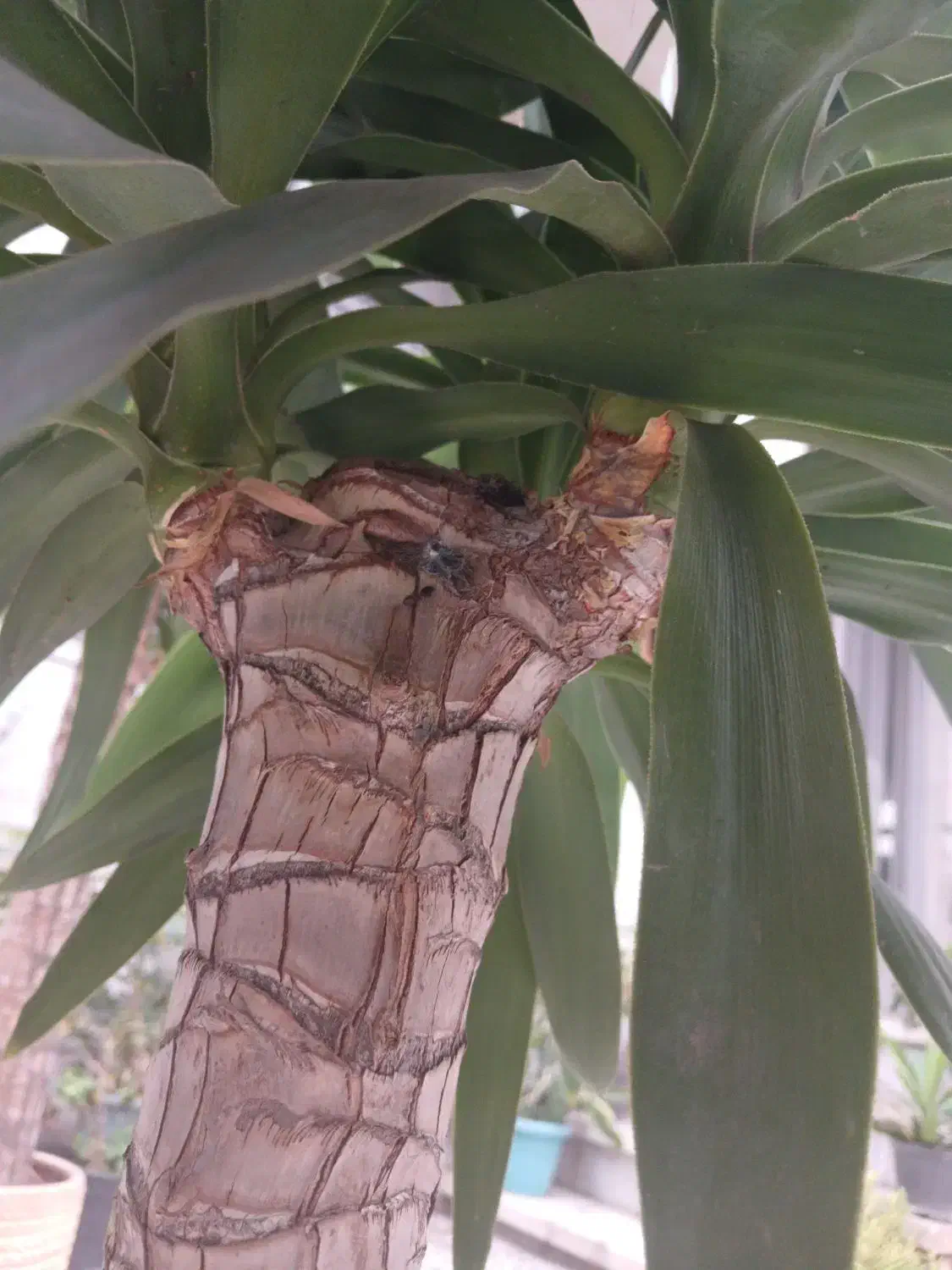 یوکا تزیینی|گل و گیاه طبیعی|رشت, استادسرا|دیوار