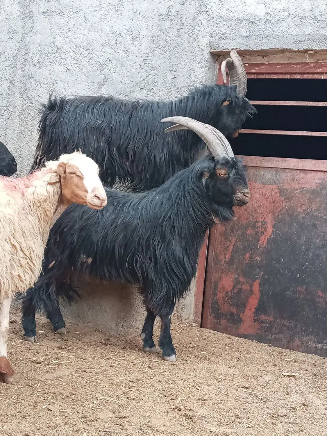 نربزدوساله گوش برنجی شاخ انبری. قوچ  تخمی سه ساله|حیوانات مزرعه|خمین, |دیوار