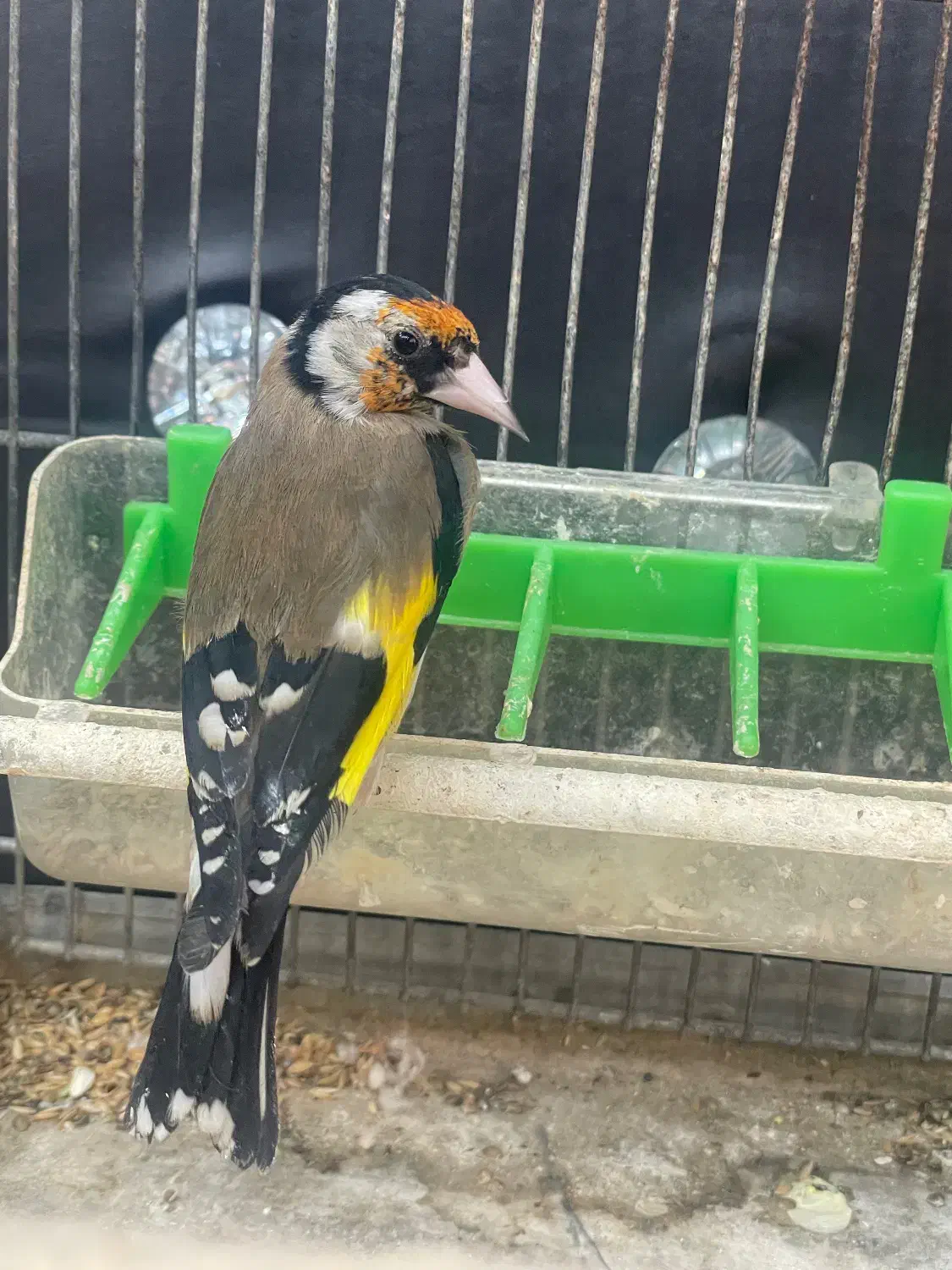 سهره نر جوجه قفس|پرنده|تهران, دولاب|دیوار