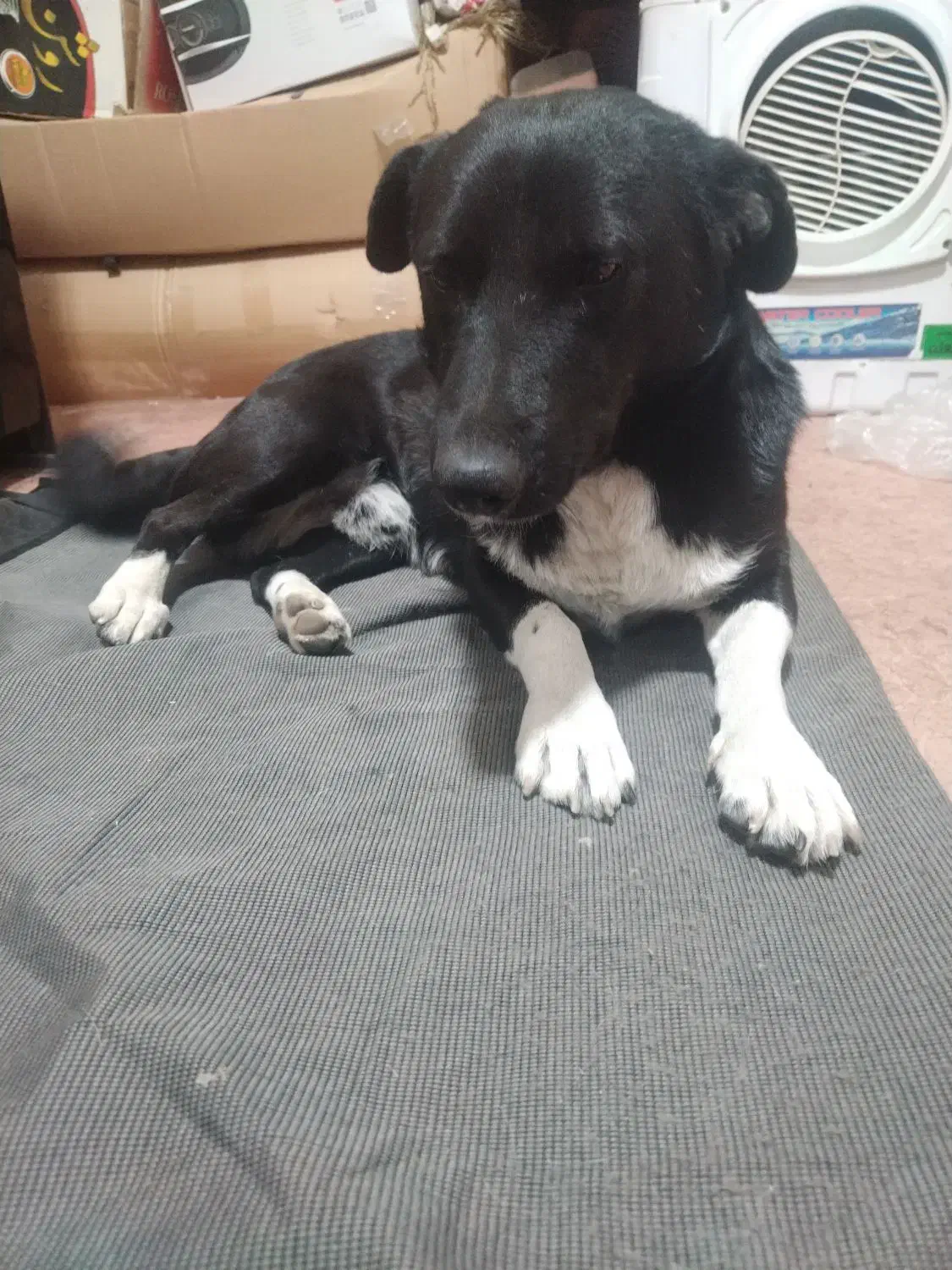 پیدا شده|سگ|تبریز, |دیوار