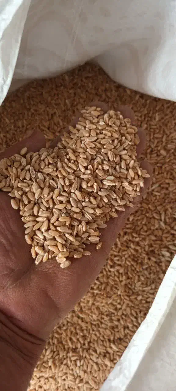 گندم امسال تمیز و درشت بوجاری شده|خوردنی و آشامیدنی|جوادآباد, |دیوار