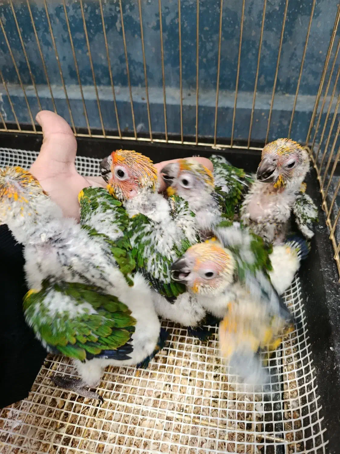 پرنده طوطی مینا قناری کاسکو|پرنده|گلبهار, شهر جدید گلبهار|دیوار