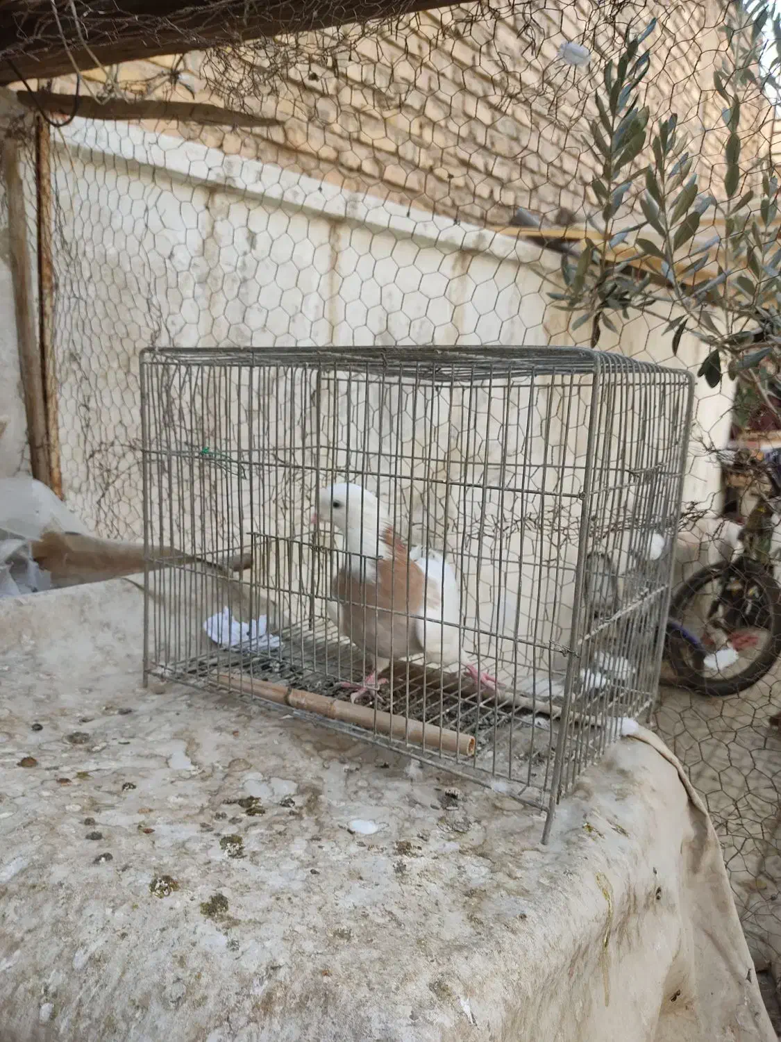 ماده طوقی زرد|پرنده|شاهینشهر, حافظ شمالی|دیوار