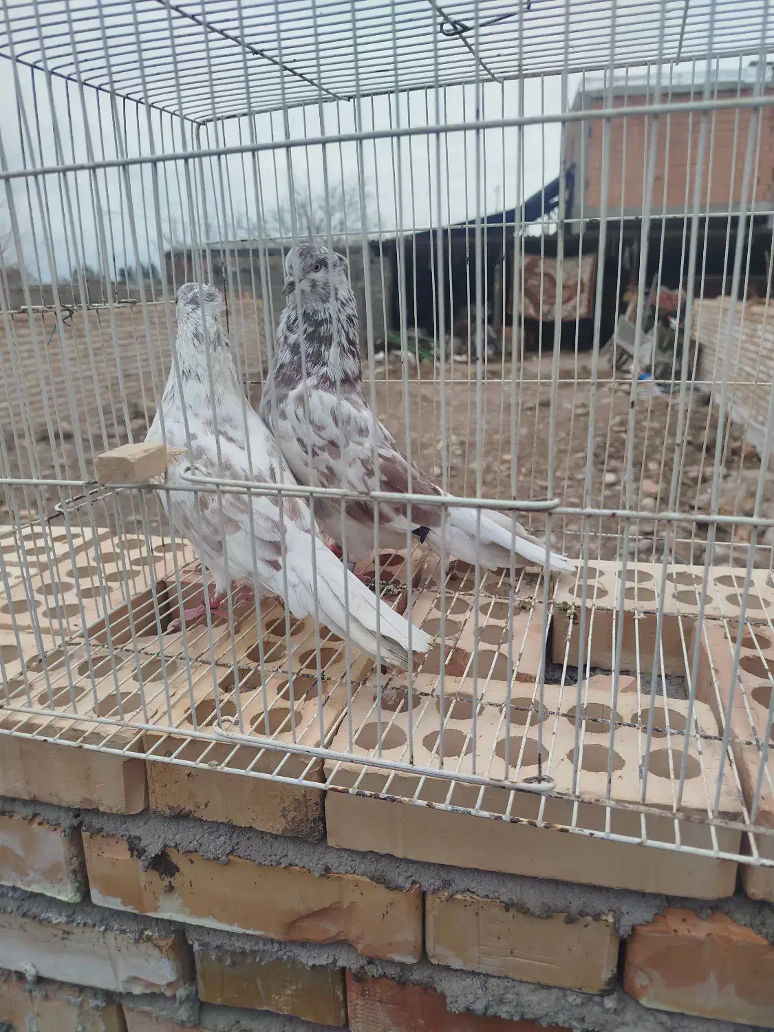 کفتر پرشی|پرنده|مزرعه کتول, |دیوار