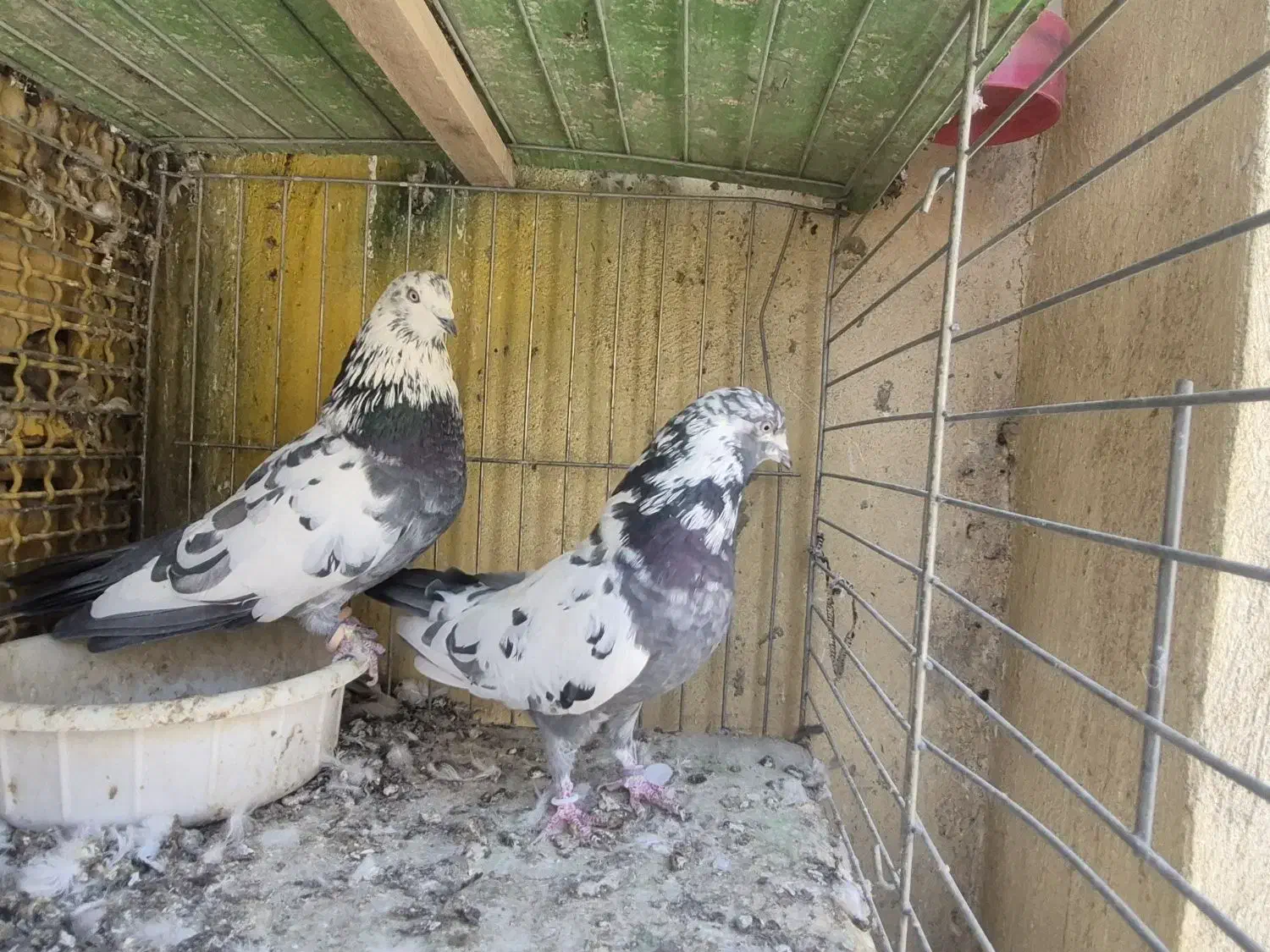 کبوتر پرشی تیرماهی|پرنده|خمینیشهر, |دیوار