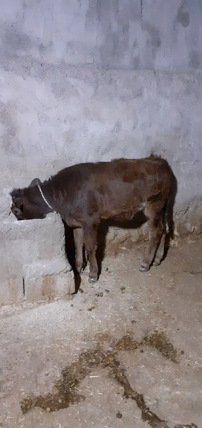 گوساله شیری|حیوانات مزرعه|ایذه, |دیوار