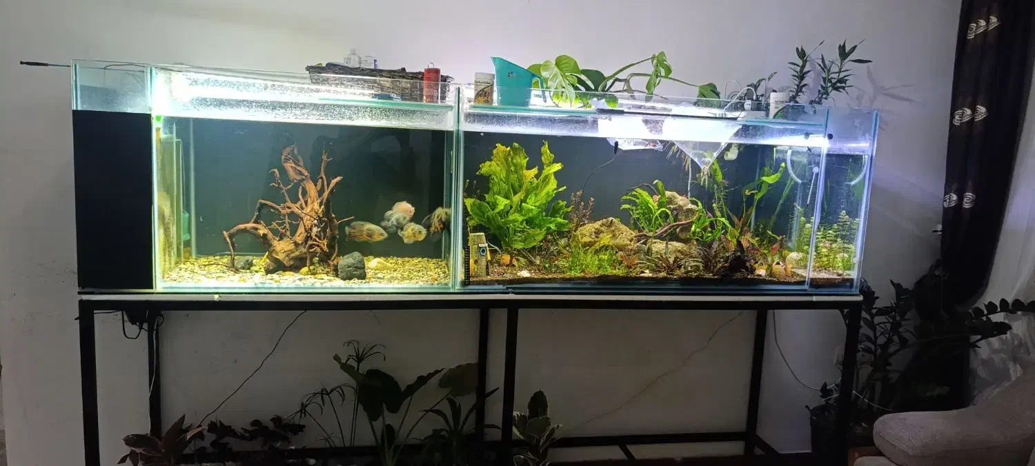 آکواریوم لوکس آماده استفاده شاسی آهنی ولوازم کامل|ماهی|ارومیه, |دیوار