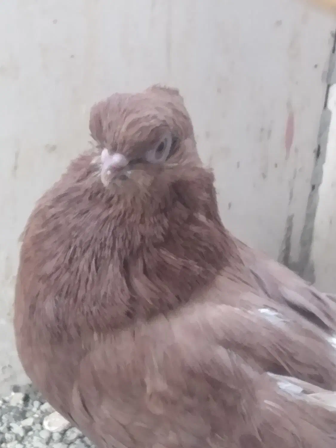 کبوتر نوک قنار زرد|پرنده|شهریار, شهریار|دیوار