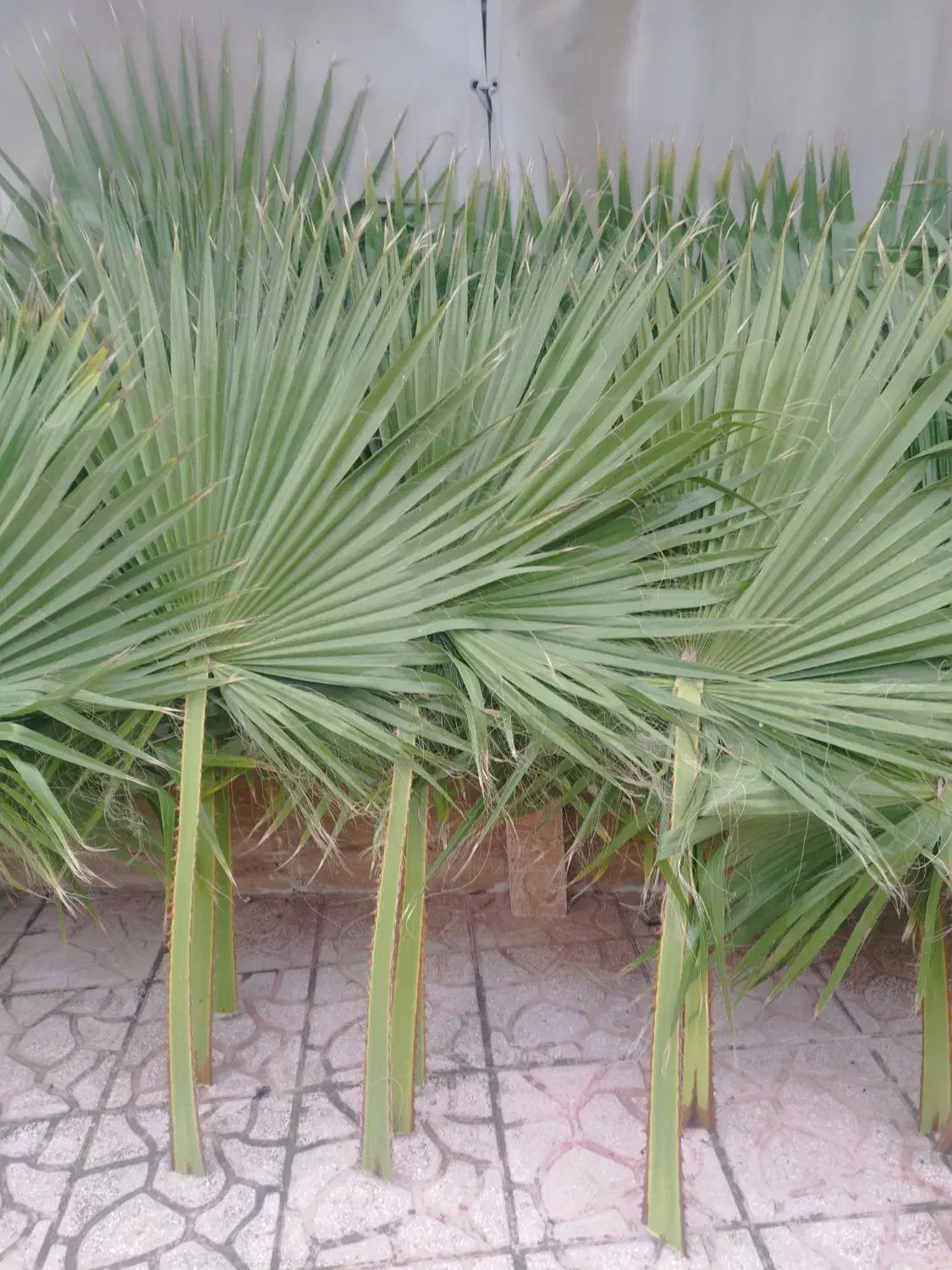 فروش برگ درخت پالم تازه و طبیعی|گل و گیاه طبیعی|شلمان, |دیوار