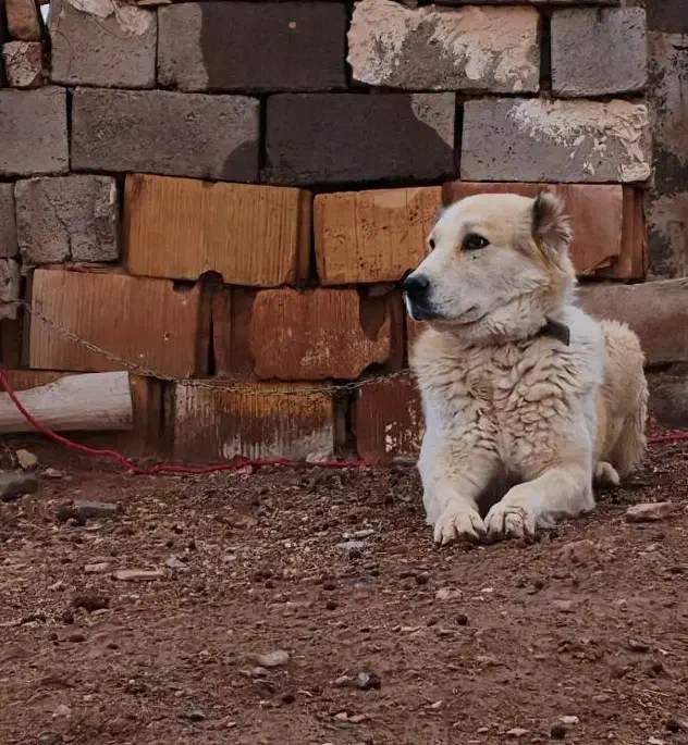 سگ گله ای فروشی|سگ|کوهبنان, |دیوار