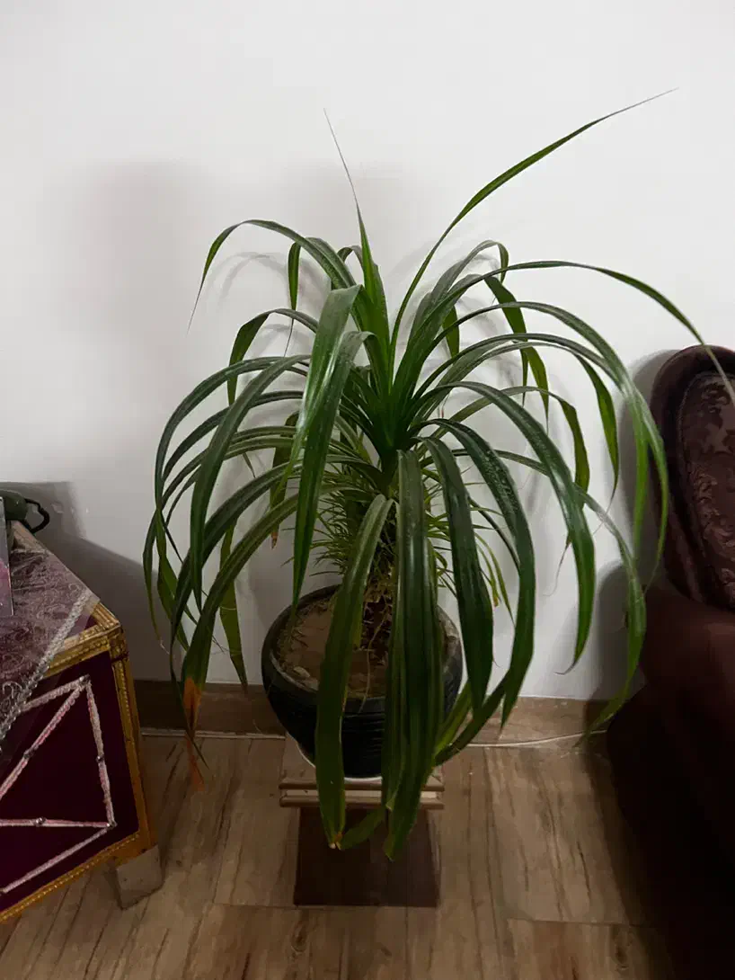 گل و گلدان با بهترین قیمت|گل و گیاه طبیعی|یزد, |دیوار