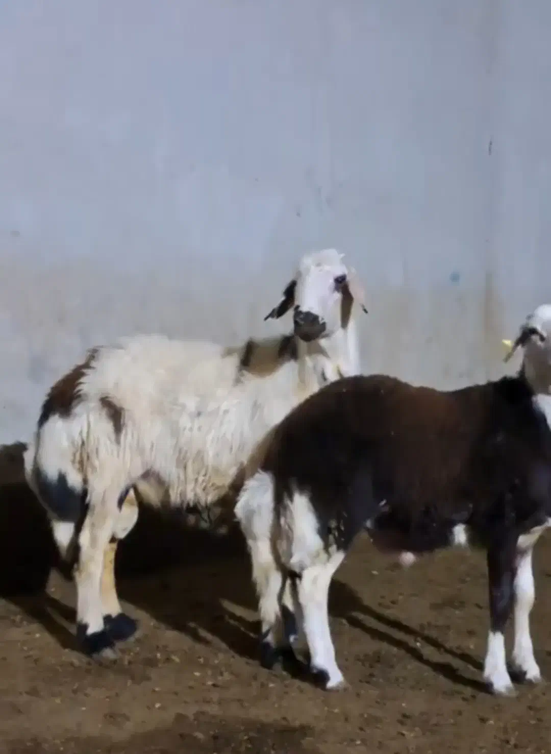 بره قوچ|حیوانات مزرعه|تربت جام, جلگه موسی آباد|دیوار