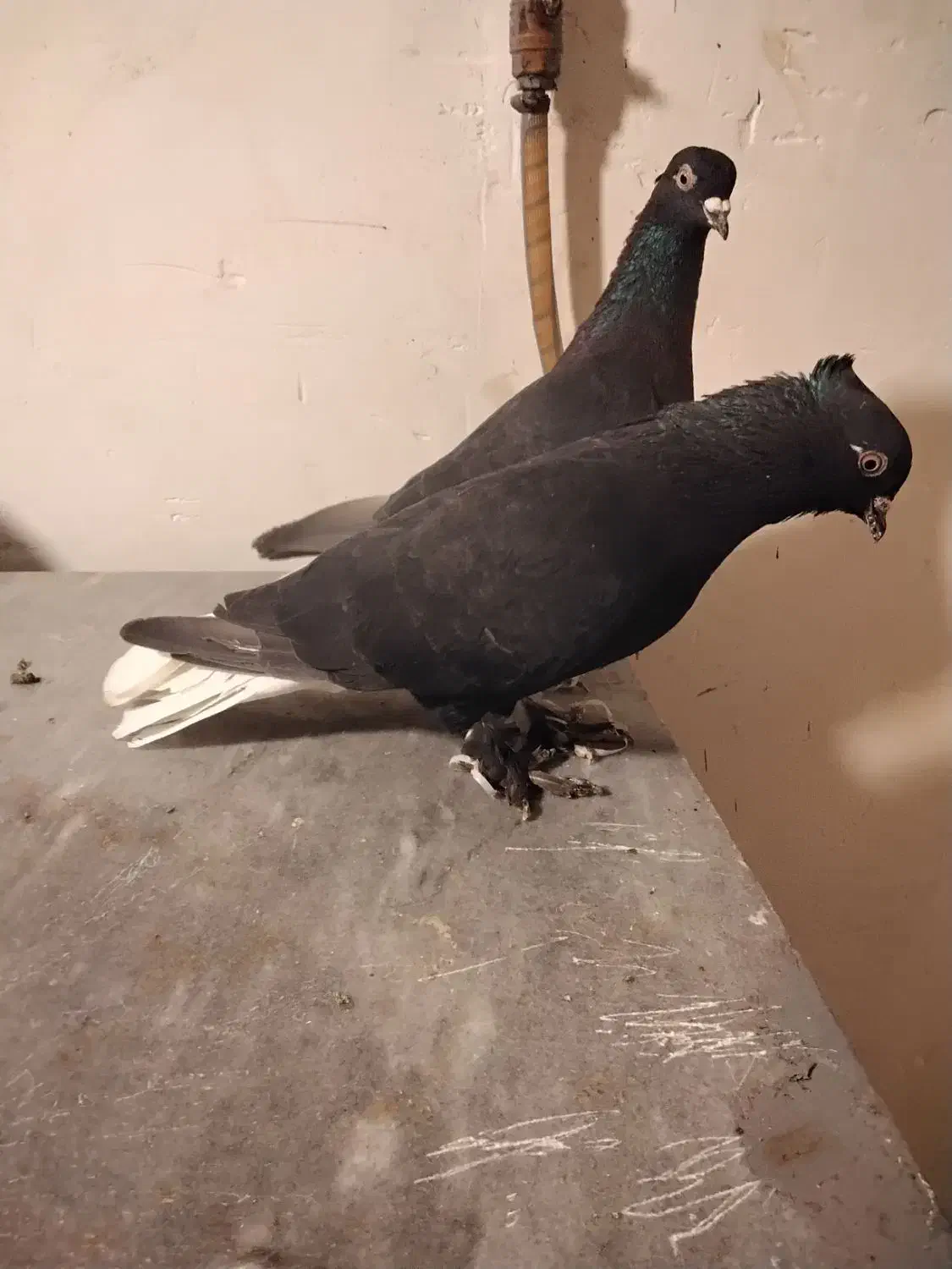 فروش جفت زاغ دمسفید|پرنده|شاهرود, |دیوار