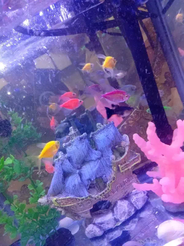 ماهی آکواریومی به قیمت عمده|ماهی|تهران, زیبادشت|دیوار