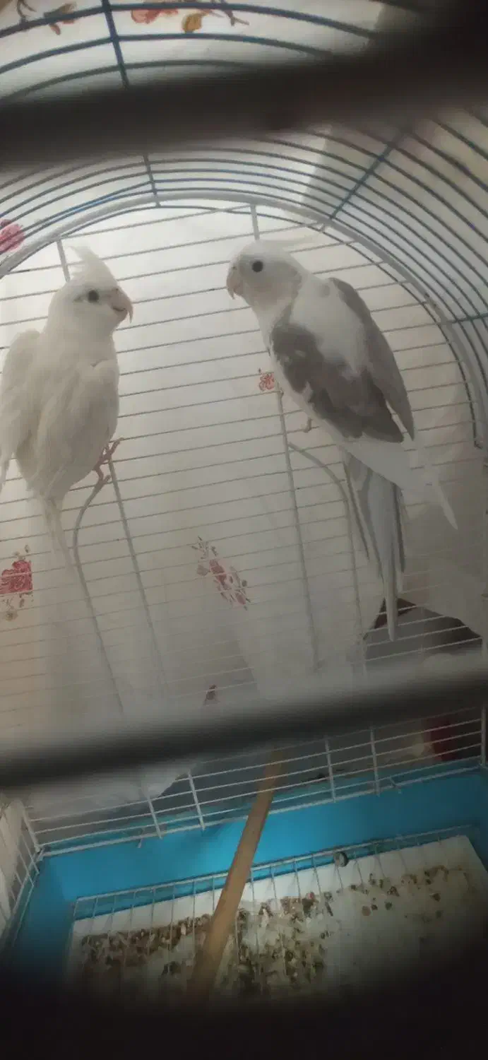 عروس هلندی به نرخ کارخانه|پرنده|بندرعباس, |دیوار